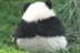 我爱国宝——熊猫启示录 13077