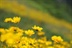 保护菊花协会 13169