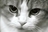 猫朋狗友