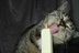 Lobotomy