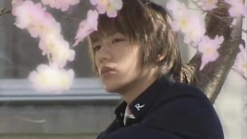 美丽无限:品评影视作品中的落樱之美 电影面面