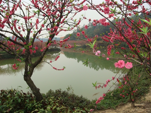peach flowers