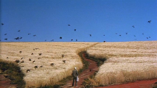 黑泽明导演作品全精读:《梦》