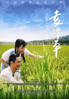 袁隆平Yuan LongPing (2008)