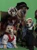 海蒂是条狗/Heidi 4 Paws(2008)