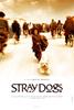 流浪狗/Stray Dogs
