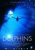 Dolphins(1999)