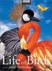 飞禽传/The Life of Birds