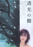 透光的树Translucent Tree (2004)