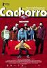 熊崽/Cachorro