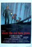 红色羊齿草的故乡Where the Red Fern Grows (1974)