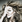 Céline Dion