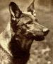 任丁丁 Rin Tin Tin)