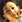Jin Chen