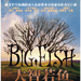 DVD封套(中国) 省略图