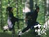 十面埋伏 桌面 #29