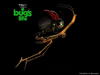 虫虫特工队/A Bug's Life