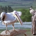 赛场大反攻Racing Stripes(2005)