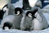 帝企鹅日记/March of the Penguins