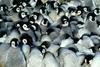 帝企鹅日记/March of the Penguins