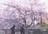 花与爱丽丝 剧照 #10