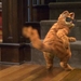 加菲猫