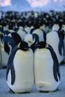 帝企鹅日记/March of the Penguins
