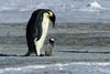 帝企鹅日记/March of the Penguins