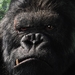 金刚/King Kong(2005)