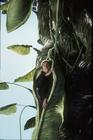 杰克与仙豆/Jack and the Beanstalk: The Real Story
