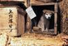 忠犬八公物语 剧照 #11