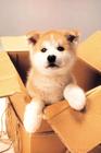 忠犬八公物语 剧照 #16