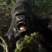 金刚/King Kong(2005)