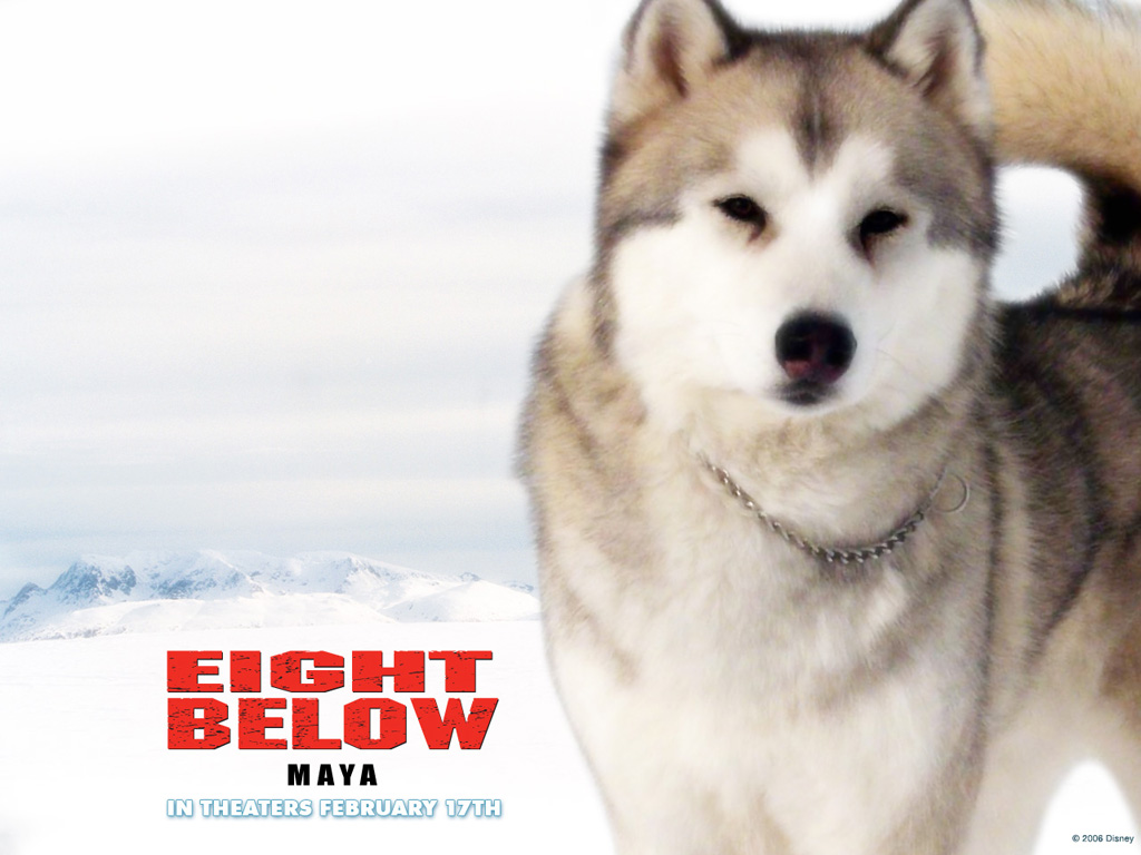 南极大冒险Eight Below(2006)桌面 #05A
