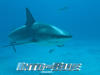 碧海追踪/Into the Blue(2005) 电影图片 桌面 #30 省略图