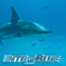 碧海追踪/Into the Blue(2005)