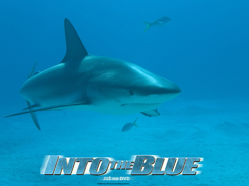 碧海追踪/Into the Blue(2005) 电影图片 桌面 #30 大图 1024X768