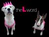 拉字至上/The L Word(2004) 电影图片 桌面 #46 省略图