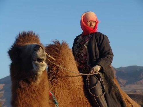 图雅的婚事
