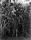 写真 #10：科琳·格里菲斯 Corinne Griffith