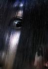 传说的故乡/The Evil Twin