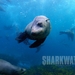 鲨鱼海洋Sharkwater(2006)