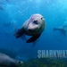 鲨鱼海洋Sharkwater(2006)
