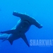鲨鱼海洋Sharkwater(2006)