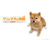 爱犬的奇迹 桌面 #01