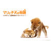 爱犬的奇迹 桌面 #05