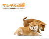 爱犬的奇迹 桌面 #07
