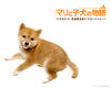 爱犬的奇迹 桌面 #06