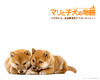 爱犬的奇迹 桌面 #09