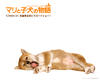 爱犬的奇迹 桌面 #10
